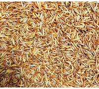 Tenebrio Molitor Vivos (170-300 uds) - Gusano de la Harina - Alimento para Hormigas en Hormigueros y Snack Vivo para Reptiles-Gecko-Pajaros etc