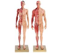 Tenlacum Referencia anatómica femenina y masculina de la figura de la anatomía de 11 pulgadas para los artistas - color de la piel