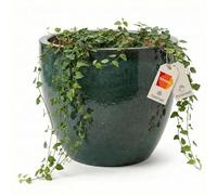 Teramico Macetero premium de cerámica esmaltada, 100 % resistente a las heladas y hecho a mano. Macetero con agujero para interior y exterior. Macetero de alta calidad, único, resistente al invierno