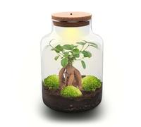 Terrario de Plantas con Luz LED, Vidrio, Ficus Ginseng Bonsai, Ø 21x30 cm