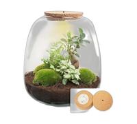 Terrario de Plantas de Cristal, Decoración, Blanco, Set DIY de 25 cm