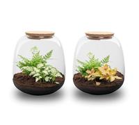 Terrario de Plantas de Cristal, Decoración, Kit DIY Verde, 20x19 cm