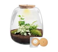 Terrario de Plantas de Cristal, Decoración, Set DIY con LED, 25 cm