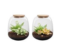 Terrario de Plantas de Cristal, Kit DIY de Interior, Verde, 20x19 cm