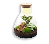 Terrario de Plantas DIY con Luz LED, Decoración de Interior, Ø 24.5x30 cm