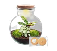 Terrario de Plantas DIY de Cristal con LED, Decoración, Ø 25x26.5 cm