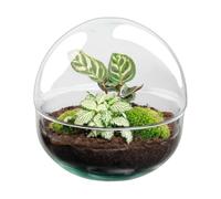 Terrario de Plantas DIY de Cristal para Oficina y Hogar, Ø 20 cm