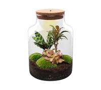 Terrario de Plantas DIY de Cristal Transparente con Luz LED, Ø 21x30 cm
