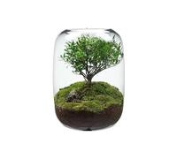 Terrario de vidrio con planta viva, jardín decorativo en recipiente de vidrio, paisaje de musgo de escritorio