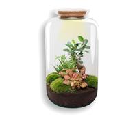 Terrario DIY con Bonsai, Cristal y Corcho, Ecosistema con Luz, Ø 23x43 cm
