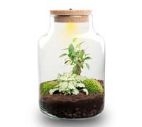 Terrario DIY con Luz LED, Cristal, Decoración del Hogar, Ø 17 x 25 cm