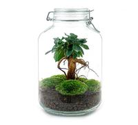Terrario DIY de Cristal con Bonsái Ficus Ginseng, Decoración, 18x28 cm