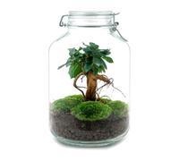 Terrario DIY de Cristal, Planta de Interior, Verde, Ficus Ginseng 18x28 cm