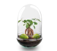 Terrario DIY de Cristal, Transparente, Ficus Bonsai, Ø 17.5x30 cm