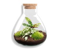 Terrario DIY de Cristal y Corcho, Decoración de Hogar, Verde, 27 cm