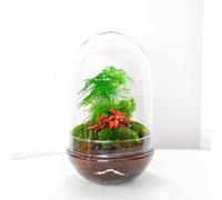 Terrario Plantas Cristal - Cápsula con Esparraguera y Fittonia Rosada | Jardin Eterno en Cristal o Ecosistema Cerrado | Ideal para Decoración Hogar | Terrarios Autónomos | Medidas: 30 x 19 cm
