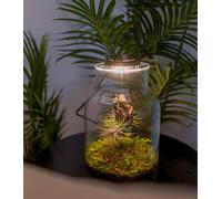Terrario Plantas de Aire Jardín Eterno MAKU Vidrio Transparente Tapa con Foco LED | Kit Jardin en Botella Todo Incluido Plantas de Aire Naturales en Raiz de Olivo,27cm x 17 cm
