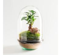Terrario Plantas de Cristal | Recipiente con Ficus Ginseng y Fitonia | Jardín Eterno | Omotesando | Plantas Naturales | Ecosistema Natural | Jardín en un Bol | Regar una Vez al año | Natura Green