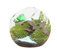 Terrarium - Glass Terrarium | Plant Terrarium | Terrarium | Terrarium Glass with Lid Glass Container with Drainage Holes For Plant & Display Terrarium Glass For Hanging Decor