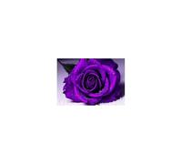 TERUEA Paisaje con Flores y Montaña, Rosa Morada Gotas Agua arte pared para baño, sala estar, dormitorio, decoración de（Purple-70x100cm1 Sin marco
