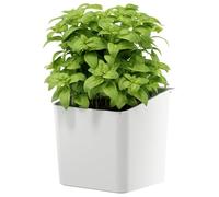 tesa Accesorios de Cocina, Maceta para Hierbas - Macetero Colgante y Autoadhesivo para Plantas Aromáticas Frescas - con Adaptador, Montaje en Pared sin Taladrar - Blanco