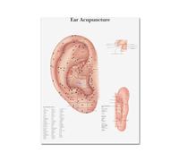 Teweakt Gráficos anatómicos acupuntura del oído anatomía del oído impresión Arte Lienzo póster for la decoración de la Sala de Estar Cuadro de la Pared del hogar(1,30x45cm Unframed)