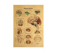 Teweakt Póster de anatomía Humana, Estructura Corporal, Esqueleto, Sistema nervioso, póster Vintage, Pegatinas de Pared, Pintura de decoración de Papel Kraft Vintage(Type10)