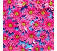 The Austerity Program - Black Madonna