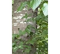 The Beauty of The Trees: Beautiful Nature Journal Notebook - Fun Gift Idea - For Friends and Family -Coworkers -Book Club Members -Anyone Who Loves Nature