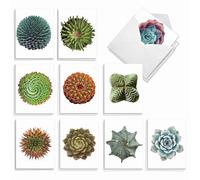 The Best Card Company Luscious Succulents AM6287OCB-B2x10 - Tarjetas de notas con sobres (20 unidades, en caja variada)