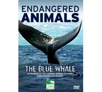 The Blue Whale (Endangered Animals) by Clare Dornan