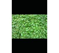 “The Breath of Mercy: My Journey as Aḥmad al-Rifā‘ī” (The Qutb al-Aqtab)