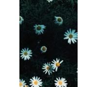 The Daisy Journal: Every daisy lovers dream.