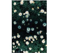 The Daisy Journal: Every daisy lovers dream.