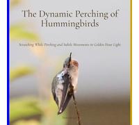 The Dynamic Perching of Hummingbirds: Scratching While Perching and Subtle Movements in Golden Hour Light (Dynamic Hummingbirds)