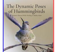 The Dynamic Poses of Hummingbirds: Moments Observed While Perching in Midday Shade (Dynamic Hummingbirds)