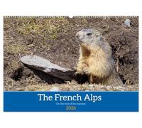 The French Alps, on the trail of the marmot (Wall Calendar 2026 DIN A2 landscape), CALVENDO 12 Month Wall Calendar: The marmot's waking environment