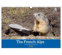 The French Alps, on the trail of the marmot (Wall Calendar 2026 DIN A3 landscape), CALVENDO 12 Month Wall Calendar: The marmot's waking environment
