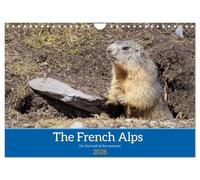 The French Alps, on the trail of the marmot (Wall Calendar 2026 DIN A4 landscape), CALVENDO 12 Month Wall Calendar: The marmot's waking environment