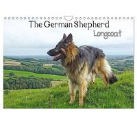 The German Shepherd Longcoat (Wall Calendar 2026 DIN A4 landscape), CALVENDO 12 Month Wall Calendar: Longcoat German Shepherd in natural surroundings.