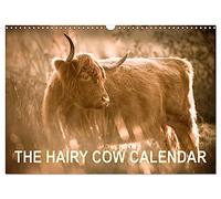 The Hairy Cow Calendar (Wall Calendar 2026 DIN A3 landscape), CALVENDO 12 Month Wall Calendar: Evocative images of Highland Cattle on Norfolk grazing marshes