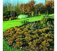 The Hipshakes Maximum Growth and Vigour (Vinyl) 12" Album