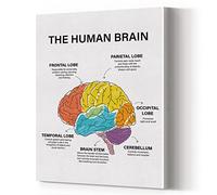 The Human Brain - Póster de lienzo para pared, pintura de salud mental, arte de cerebro humano, enmarcado para terapeuta doméstico, decoración de oficina, 12 x 15 pulgadas