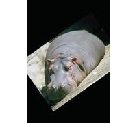 The Incredible Sexual Fantasies of a Transphobic Hippopotamus (The Story Teller series.)