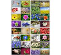 the lazy panda card company 32 diferentes tarjetas de felicitación en blanco de la foto de la flor