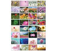 the lazy panda card company Selección de postales de naturaleza: 32 tarjetas postales en diferentes motivos naturales (bonitas flores)