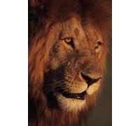 The Lion's Tooth, A Love Story Where Animals Become Family