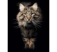 The Majestic Cat Notebook - for Cat Lovers: Glossy Cover, 110 lined pages, 7.5" x 9.25"