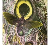 The Mothmen - Pay Attention! [VINYL] [Vinilo]