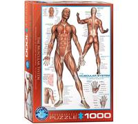 The Muscular System 1000-Piece Puzzle (Importación USA)